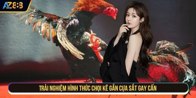 Trải nghiệm hình thức chọi kê gắn cựa sắt gay cấn